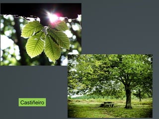 Castiñeiro
 