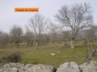 Freixos en inverno
http://www.jccm.es/edu/ies/lasisla/
 