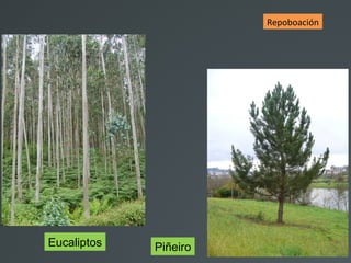 Eucaliptos Piñeiro
Repoboación
 