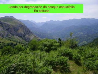 Landa por degradación do bosque caducifolio
En altitude
 