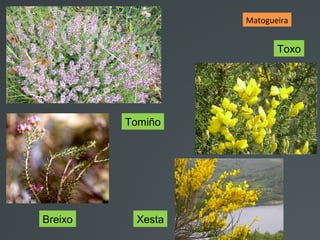 Breixo Xesta
Matogueira
Tomiño
Toxo
 