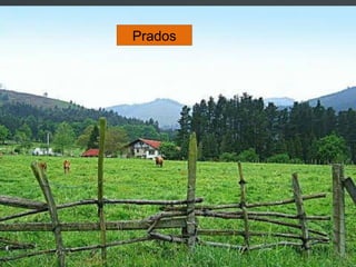 Prados
 