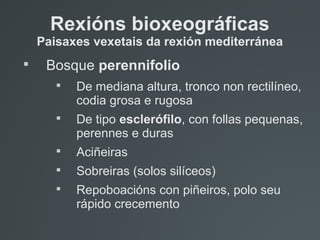 
Bosque perennifolio

De mediana altura, tronco non rectilíneo,
codia grosa e rugosa

De tipo esclerófilo, con follas pequenas,
perennes e duras

Aciñeiras

Sobreiras (solos silíceos)

Repoboacións con piñeiros, polo seu
rápido crecemento
Rexións bioxeográficas
Paisaxes vexetais da rexión mediterránea
 