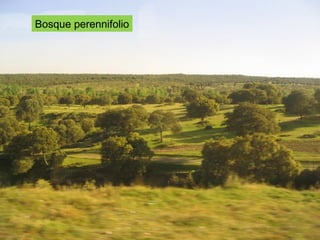 Bosque perennifolio
 