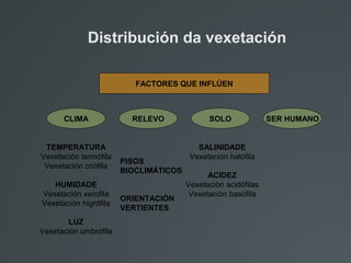 Distribución da vexetación
FACTORES QUE INFLÚEN
CLIMA RELEVO SOLO SER HUMANO
TEMPERATURA
Vexetación termófila
Vexetación criófila
HUMIDADE
Vexetación xerofila
Vexetación higrófila
LUZ
Vexetación umbrófila
PISOS
BIOCLIMÁTICOS
ORIENTACIÓN
VERTIENTES
SALINIDADE
Vexetación halófila
ACIDEZ
Vexetación acidófilas
Vexetación basófila
 