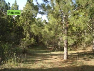 Piñeiros
 
