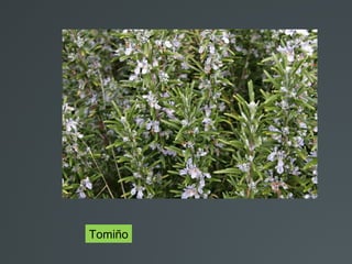 Tomiño
 