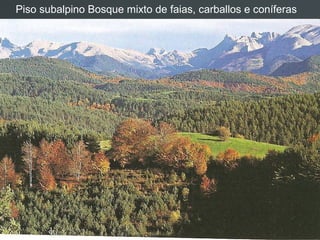 Piso subalpino Bosque mixto de faias, carballos e coníferas
 