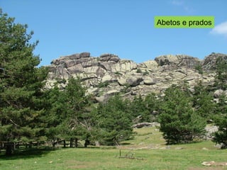 Abetos e prados
 
