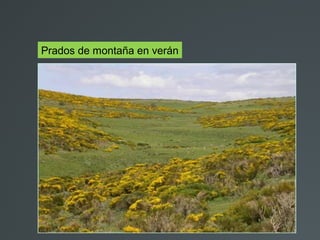 Prados de montaña en verán
 