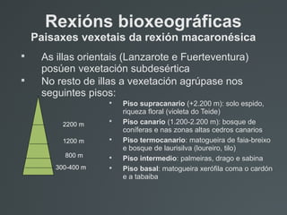 Rexións bioxeográficas
Paisaxes vexetais da rexión macaronésica

As illas orientais (Lanzarote e Fuerteventura)
posúen vexetación subdesértica

No resto de illas a vexetación agrúpase nos
seguintes pisos:

Piso supracanario (+2.200 m): solo espido,
riqueza floral (violeta do Teide)

Piso canario (1.200-2.200 m): bosque de
coníferas e nas zonas altas cedros canarios

Piso termocanario: matogueira de faia-breixo
e bosque de laurisilva (loureiro, tilo)

Piso intermedio: palmeiras, drago e sabina

Piso basal: matogueira xerófila coma o cardón
e a tabaiba
300-400 m
800 m
1200 m
2200 m
 