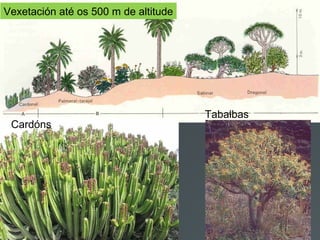 Cardóns
Tabaibas
Vexetación até os 500 m de altitude
 