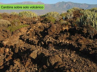 Cardóns sobre solo volcánico
 