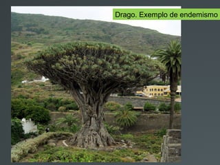 Drago. Exemplo de endemismo
 