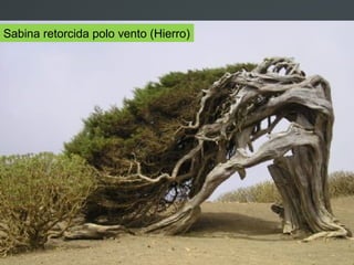 Sabina retorcida polo vento (Hierro)
 