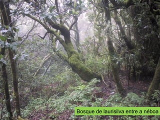 Bosque de laurisilva entre a néboa
 