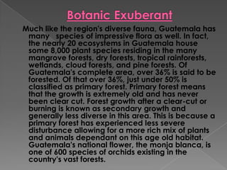 Much like the region's diverse fauna, Guatemala has
many species of impressive flora as well. In fact,
the nearly 20 ecosystems in Guatemala house
some 8,000 plant species residing in the many
mangrove forests, dry forests, tropical rainforests,
wetlands, cloud forests, and pine forests. Of
Guatemala's complete area, over 36% is said to be
forested. Of that over 36%, just under 50% is
classified as primary forest. Primary forest means
that the growth is extremely old and has never
been clear cut. Forest growth after a clear-cut or
burning is known as secondary growth and
generally less diverse in this area. This is because a
primary forest has experienced less severe
disturbance allowing for a more rich mix of plants
and animals dependant on this age old habitat.
Guatemala's national flower, the monja blanca, is
one of 600 species of orchids existing in the
country's vast forests.
 