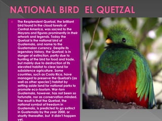  The Resplendent Quetzal, the brilliant
bird found in the cloud forests of
Central America, was sacred to the
Mayans and figures prominently in their
artwork and legends. Today the
Quetzal is the national bird of
Guatemala, and name to the
Guatemalan currency. Despite its
legendary history, the Quetzal; is in
danger of extinction, partly due to
hunting of the bird for food and trade,
but mainly due to destruction of its
elevated habitat to clear land for
subsistence agriculture. Some
countries, such as Costa Rica, have
managed to preserve the Quetzal's (as
well as other species') habitat by
setting aside land for national parks to
promote eco-tourism. War-torn
Guatemala, however, has not been so
fortunate, nor as conservation-minded.
The result is that the Quetzal, the
national symbol of freedom in
Guatemala, is predicted to go extinct
in Guatemala by the year 2000, or
shortly thereafter, but It didn’t happen
yet.
 