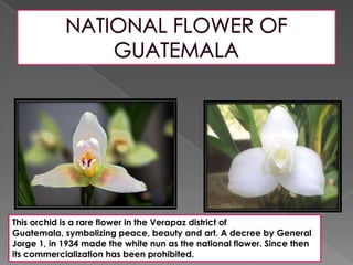 This orchid is a rare flower in the Verapaz district of
Guatemala, symbolizing peace, beauty and art. A decree by General
Jorge 1, in 1934 made the white nun as the national flower. Since then
its commercialization has been prohibited.
 