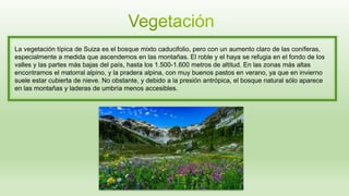 La vegetación típica de Suiza es el bosque mixto caducifolio, pero con un aumento claro de las coníferas,
especialmente a medida que ascendemos en las montañas. El roble y el haya se refugia en el fondo de los
valles y las partes más bajas del país, hasta los 1.500-1.600 metros de altitud. En las zonas más altas
encontramos el matorral alpino, y la pradera alpina, con muy buenos pastos en verano, ya que en invierno
suele estar cubierta de nieve. No obstante, y debido a la presión antrópica, el bosque natural sólo aparece
en las montañas y laderas de umbría menos accesibles.
 