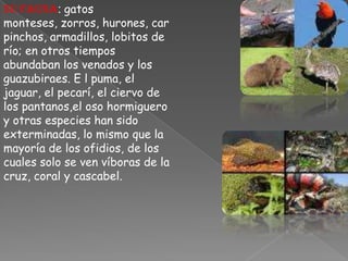 Su Fauna: gatos monteses, zorros, hurones, carpinchos, armadillos, lobitos de río; en otros tiempos abundaban los venados y los guazubiraes. E l puma, el jaguar, el pecarí, el ciervo de los pantanos,el oso hormiguero  y otras especies han sido exterminadas, lo mismo que la mayoría de los ofidios, de los cuales solo se ven víboras de la cruz, coral y cascabel.