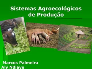 Sistemas Agroecológicos
         de Produção




Marcos Palmeira
Aly Ndiaye
 
