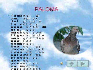 PALOMA Tamaño: 32 cm. aprox. del pico a la cola y pesa unos 350 grs. Los machos son ligeramente más grandes que las hembras. Una de las características de las palomas de ciudad es que se presentan en muchas variedades de colores. . Es famosa la capacidad que tienen las palomas de regresar y encontrar su lugar de origen. Este comportamiento se lleva a un grado máximo en las palomas mensajeras. Se alimenta de granos y semillas 