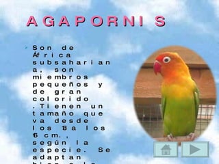 AGAPORNIS Son de África subsahariana, son miembros pequeños y de gran colorido .Tienen un tamaño que va desde los 13 a los 16 cm., según la especie. Se adaptan bien a la vida en cautividad y son tan populares como los periquitos, pero parecidos a un loro en miniatura. 