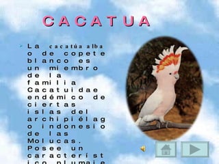 CACATUA La  cacatúa alba  o de copete blanco es un miembro de la familia Cacatuidae endémico de ciertas islas del archipiélago indonesio de las Molucas. Posee un característico plumaje blanco con ligeras tonalidades amarillas. 