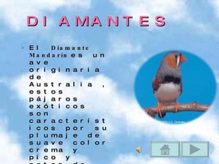 DIAMANTES El  Diamante Mandarín  es un ave originaria de Australia , estos pájaros exóticos son característicos por su plumaje de suave color crema y pico y patas de fuerte color rojizo. de tamaño más pequeño, que habita desde Indonesia hasta las costas australianas; y  Taeniopygia gutatta castanotis  , que se encuentra en Australia continental y es de tamaño más grande. 