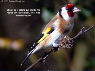 ¿Serás tú el pájaro que al alba me recrea con sus canticos, en el nido de mi silencio?