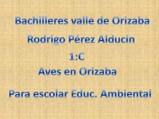 Bachilleres valle de Orizaba Rodrigo Pérez Alducin 1:C Aves en Orizaba Para escolar Educ. Ambiental 