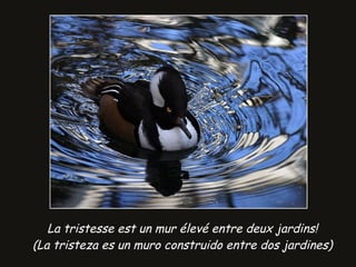 La tristesse est un mur élevé entre deux jardins! (La tristeza es un muro construido entre dos jardines) 
