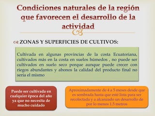 
 ZONAS Y SUPERFICIES DE CULTIVOS:
Cultivada en algunas provincias de la costa Ecuatoriana,
cultivados más en la costa en suelos húmedos , no puede ser
cultivados en suelo seco porque aunque puede crecer con
riegos abundantes y abonos la calidad del producto final no
sería el mismo
Puede ser cultivada en
cualquier época del año
ya que no necesita de
mucho cuidado
Aproximadamente de 4 a 5 meses desde que
es sembrada hasta que esté lista para ser
recolectada y a alcanzado un desarrollo de
por lo menos 1.5 metros
 