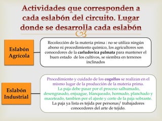 
Eslabón
Agrícola
Recolección de la materia prima : no se utiliza ningún
abono ni procedimiento químico, los agricultores son
conocedores de la carludovica palmata para mantener el
buen estado de los cultivos, se siembra en terrenos
inclinados
Eslabón
Industrial
Procedimiento y cuidado de los cogollos se realizan en el
mismo lugar de la producción de la materia prima.
La paja debe pasar por el proceso salhumado,
desengrasado, enjuague, blanqueado, hormado, planchado y
maceteado, tambien por el ajuste y corte de la paja sobrante.
La paja ya lista es tejida por personas/ trabajadores
conocedores del arte de tejido.
 