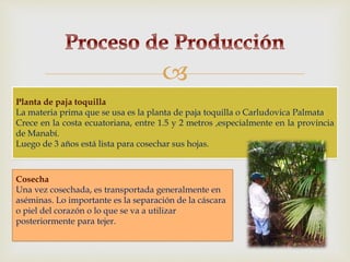 
Planta de paja toquilla
La materia prima que se usa es la planta de paja toquilla o Carludovica Palmata
Crece en la costa ecuatoriana, entre 1.5 y 2 metros ,especialmente en la provincia
de Manabí.
Luego de 3 años está lista para cosechar sus hojas.
Cosecha
Una vez cosechada, es transportada generalmente en
aséminas. Lo importante es la separación de la cáscara
o piel del corazón o lo que se va a utilizar
posteriormente para tejer.
 