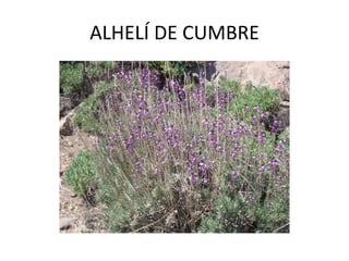 ALHELÍ DE CUMBRE