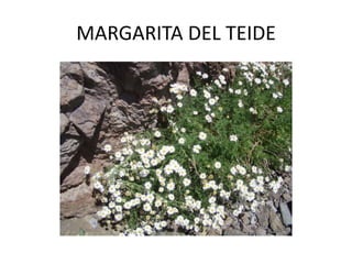 MARGARITA DEL TEIDE