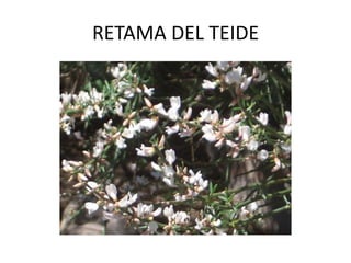 RETAMA DEL TEIDE
