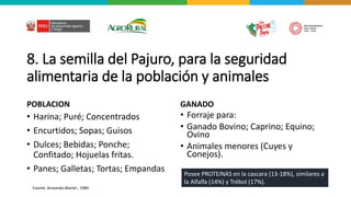 8. La semilla del Pajuro, para la seguridad
alimentaria de la población y animales
POBLACION
• Harina; Puré; Concentrados
• Encurtidos; Sopas; Guisos
• Dulces; Bebidas; Ponche;
Confitado; Hojuelas fritas.
• Panes; Galletas; Tortas; Empandas
GANADO
• Forraje para:
• Ganado Bovino; Caprino; Equino;
Ovino
• Animales menores (Cuyes y
Conejos).
Posee PROTEINAS en la cascara (13-18%), similares a
la Alfalfa (14%) y Trébol (17%).
Fuente: Armando Martel , 1989
 