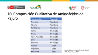 10. Composición Cualitativa de Aminoácidos del
Pajuro Aminoácidos Proporción
Treonina Abundante
Alanina Abundante
Fenilalanina Abundante
Valina Moderado
Prolina Moderado
Acido Aspartico Moderado
Lisina Moderado
Histidina Moderado
Tirosina Débil
Triptófano Débil
Metionina Trazas
Fuente: Erythrina edulis, Armando Martel,
1989. FAO/Holanda/DGFF
 