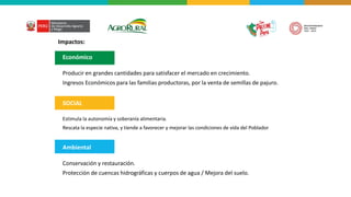Producir en grandes cantidades para satisfacer el mercado en crecimiento.
Ingresos Económicos para las familias productoras, por la venta de semillas de pajuro.
Económico
Estimula la autonomía y soberanía alimentaria.
Rescata la especie nativa, y tiende a favorecer y mejorar las condiciones de vida del Poblador
SOCIAL
Conservación y restauración.
Protección de cuencas hidrográficas y cuerpos de agua / Mejora del suelo.
Ambiental
Impactos:
 