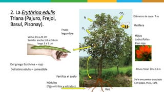 2. La Erythrina edulis
Triana (Pajuro, Frejol,
Basul, Pisonay).
Fertiliza el suelo
Melífera
N
Fruto
legumbre
Nódulos
(Fjija nitritos y nitratos)
Raíz
Hojas
caducifolias
Del griego Erythrina = rojo
Del latino edulis = comestible
Flor roja
Altura Total: 10 a 14 m
Diámetro de copa: 7 m
Vaina: 15 a 25 cm
Semilla: ancho 1.8 a 2.8 cm
largo 3 a 5 cm
Se le encuentra asociado
Con papa, maíz, café.
CO2
O2
 