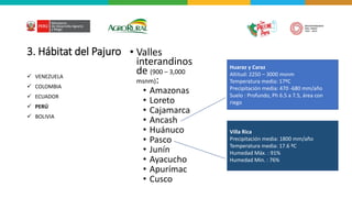 3. Hábitat del Pajuro • Valles
interandinos
de (900 – 3,000
msnm):
• Amazonas
• Loreto
• Cajamarca
• Ancash
• Huánuco
• Pasco
• Junín
• Ayacucho
• Apurímac
• Cusco
✓ VENEZUELA
✓ COLOMBIA
✓ ECUADOR
✓ PERÚ
✓ BOLIVIA
Huaraz y Caraz
Altitud: 2250 – 3000 msnm
Temperatura media: 17ºC
Precipitación media: 470 -680 mm/año
Suelo : Profundo, Ph 6.5 a 7.5, área con
riego
Villa Rica
Precipitación media: 1800 mm/año
Temperatura media: 17.6 ºC
Humedad Máx. : 91%
Humedad Min. : 76%
 
