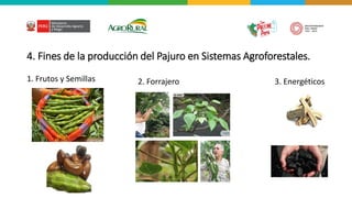 4. Fines de la producción del Pajuro en Sistemas Agroforestales.
1. Frutos y Semillas 2. Forrajero 3. Energéticos
 
