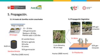 5. Propagación.
5.1 A través de Semillas recién cosechadas 5.2 Propagación Vegetativa
Almácigos
Siembra Directa
Arena 72% germinación
11 – 25 días
Riego y tinglado
Villa Rica (1400 msnm)
01 semilla fresca
05 tierra agrícola
04 turba
01 arena
3x18 cm
91% germinación
En Bolsa
En Platabanda
44% ger-
minación
62% ger-
minación
3 cm diámetro,
40 cm largo
Repique a 30 días
Plantón apto a 120 días
Huaraz (3000 msnm)
 