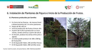 6. Instalación de Plantones de Pajuro e Inicio de la Producción de Frutos.
6.1 Plantones producidos por Semillas
▪ En Cerco de las Chacras.- de manera lineal
a distanciamiento de 5 m entre plantones.
▪ Hoyos de 40 x 40 cm
▪ Inicia la producción de frutos al tercer año
▪ A partir del 4 año la producción se incre-
menta, siendo continua a partir del año 6
▪ En Ancash, produce las vainas entre julio a
agosto.
▪ Un árbol puede producir de 180 a 200 kg
de frutos/año
▪ En 01 kg puede haber, 146 semillas frescas
▪ En 01 kg puede haber, 280 semillas secas
Fuente: Erythrina edulis, Armando Martel, 1989. FAO/Holanda/DGFF
 