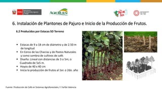 6. Instalación de Plantones de Pajuro e Inicio de la Producción de Frutos.
6.2 Producidos por Estacas SD Terreno
▪ Estacas de 9 a 18 cm de diámetro y de 2.50 m
de longitud
▪ En Cerco de las Chacras y de Pastos Naturales
y como sombra de cultivos de café.
▪ Diseño: Lineal con distancias de 3 o 5m; o
Cuadrado de 5x5 m.
▪ Hoyos de 40 x 40 cm
▪ Inicia la producción de frutos al 1er. o 2do. año
Fuente: Producción de Café en Sistemas Agroforestales; F. Farfán Valencia
 