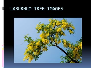 LABURNUM TREE IMAGES
 