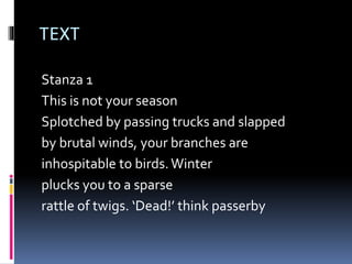 TEXT
Stanza 1
This is not your season
Splotched by passing trucks and slapped
by brutal winds, your branches are
inhospitable to birds.Winter
plucks you to a sparse
rattle of twigs. ‘Dead!’ think passerby
 
